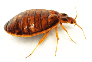 Avoid Bed Bugs When Traveling- 9 Essential Tips