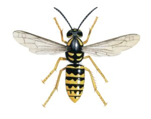 How to Tell the Difference Between Wasps, Yellow Jackets, and Carpenter Bees