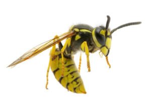 How to Prevent Wasps, Yellow Jackets, and Carpenter Bees from Nesting in Your Home