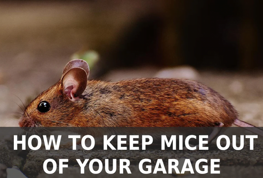 How Can I Get Mice Out of My Garage