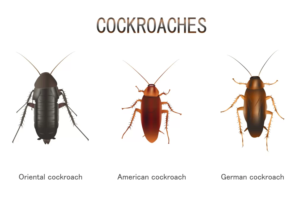 Differences Between German & Smokybrown Cockroaches