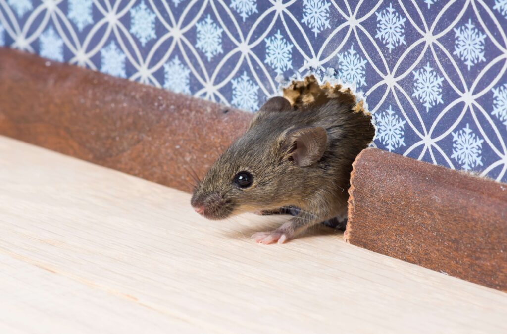 Why Mice Wont Leave Your Home