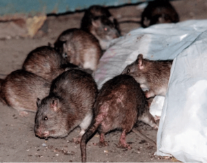 NEED MICE OR RATS SAFELY REMOVED