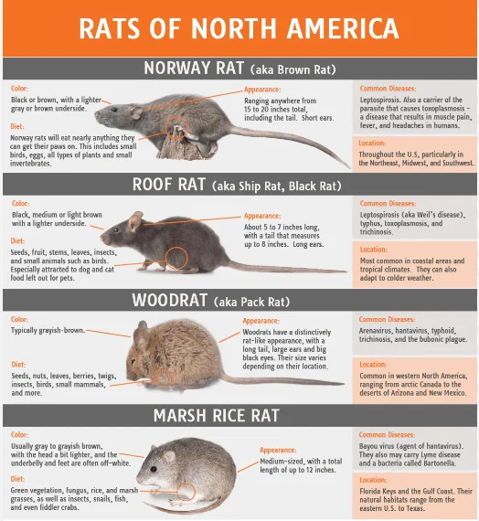 North American Rats Biology and Information