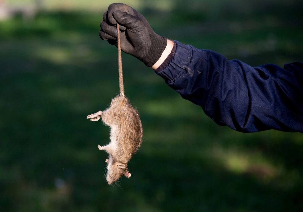 How to Get Rid of Rodents for Good
