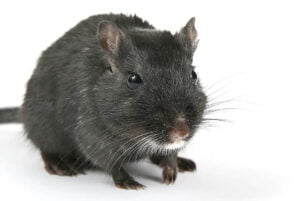 7 Facts to Help With Rodent Control and Rodent Removal