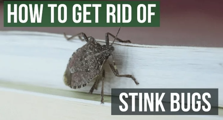 Stink Bug