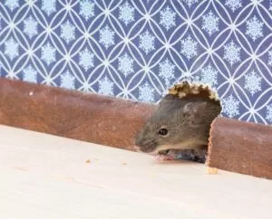 Mouse-proof your home
