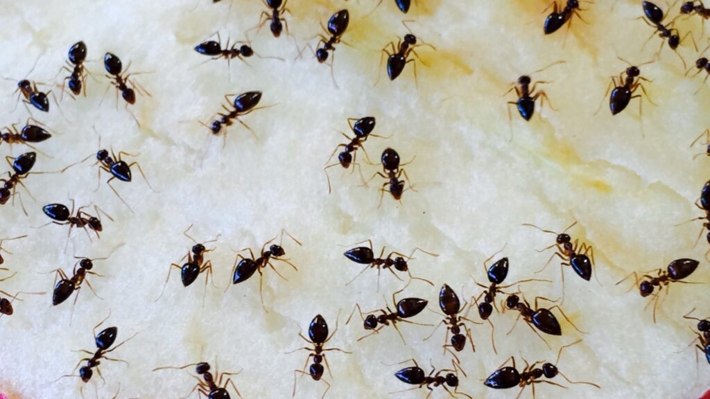 How To Get Rid of Ants